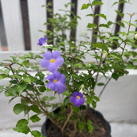 Moukdavan Guesthouse Luang Prabang Ngoại thất bức ảnh