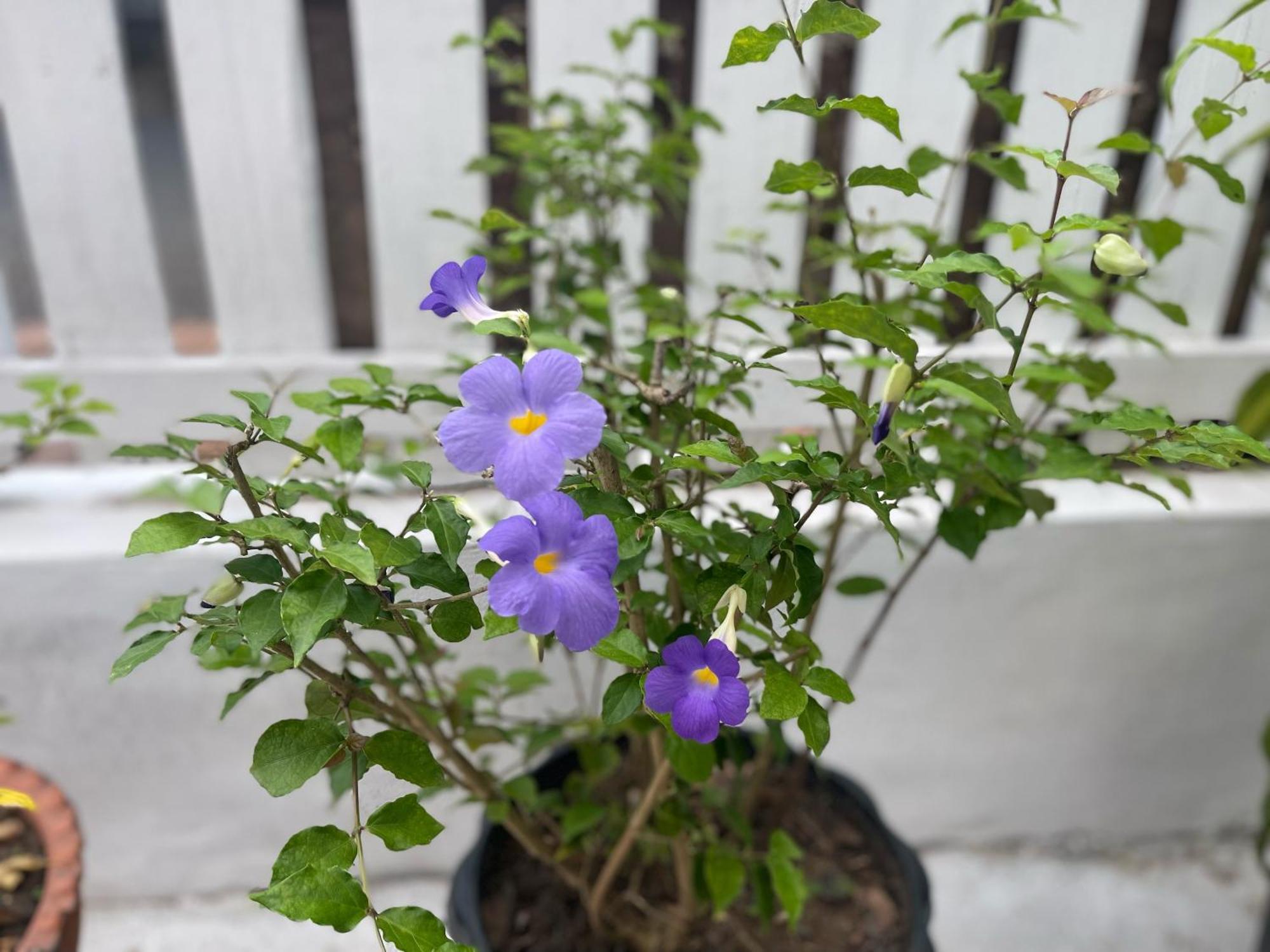Moukdavan Guesthouse Luang Prabang Ngoại thất bức ảnh